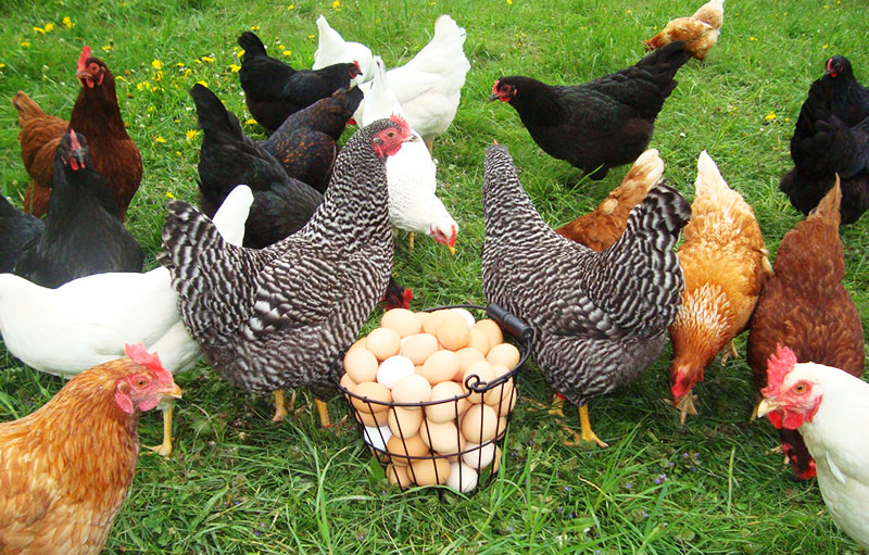galline ovaiole